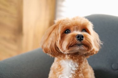 Şirin Maltipoo köpeği evde, mesaj için yer var.