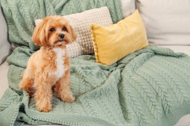 Evdeki kanepede oturan sevimli Maltipoo köpeği.