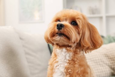 Evdeki kanepede sevimli Maltipoo köpeği, mesaj için yer.