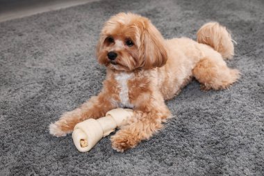 Evdeki halıda kemikleri çiğnenmiş şirin bir köpek.