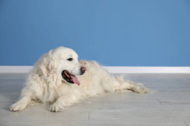 Mavi duvarın yanında yerde yatan sevimli Golden Retriever köpeği, mesaj için yer var.