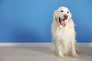 Mavi duvarın yanında yerde yatan sevimli Golden Retriever köpeği, mesaj için yer var.