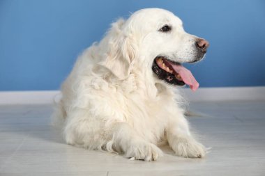 Mavi duvarın yanında yerde yatan sevimli Golden Retriever köpeği
