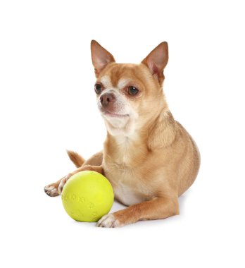 Beyaz arka planda oyuncağı olan sevimli bir chihuahua köpeği.