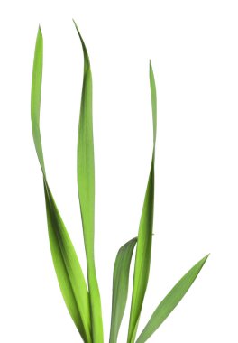 Beyaz çimenlerin üzerinde yeşil yapraklar