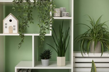 Ev bitkileri ve açık yeşil duvarın yanında farklı dekorasyon ürünleri olan raf ünitesi.