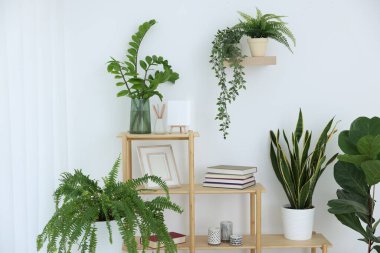Farklı ev bitkileri ve dekorları olan raf ünitesi.