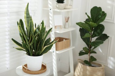 Farklı ev bitkileri ve dekorları olan raf ünitesi.