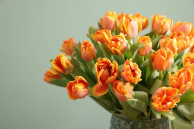 Açık yeşil arka planda güzel laleler, yakın plan. Metin için boşluk