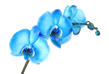 Güzel mavi orkide çiçeği beyaza izole edilmiş.
