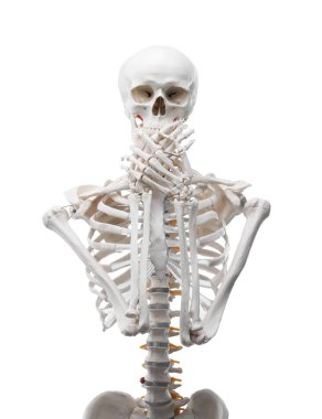 Yapay insan iskelet modeli beyaz üzerine izole edildi
