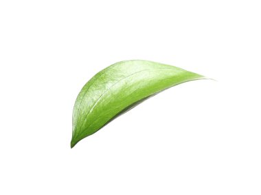 One fresh green Ruscus leaf isolated on white
