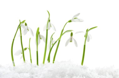Beautiful snowdrops on snow against white background