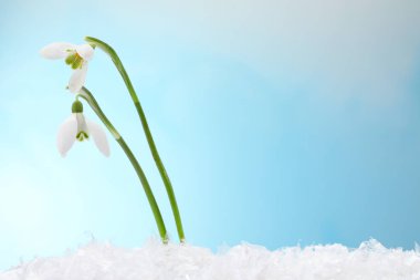 Beautiful snowdrops on snow against light blue background, closeup. Space for text