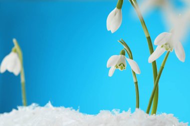 Beautiful snowdrops on snow against light blue background, closeup. Space for text