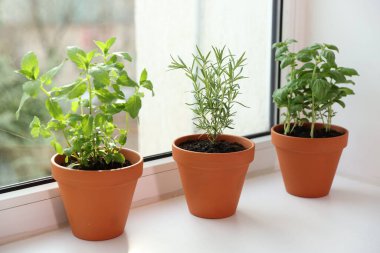 Pencere pervazındaki saksılarda farklı aromatik otlar.