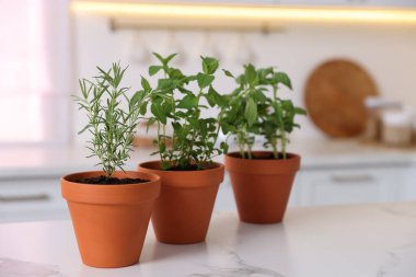 Mutfaktaki beyaz mermer tezgahta farklı aromatik otlar var.