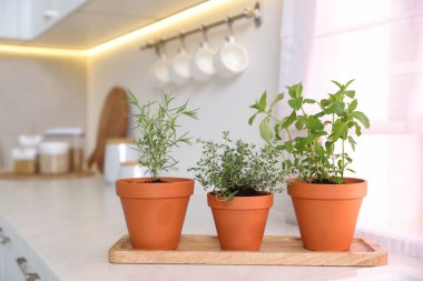 Mutfaktaki beyaz mermer tezgahta farklı aromatik otlar var.