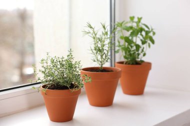 Pencere pervazındaki saksılarda farklı aromatik otlar.