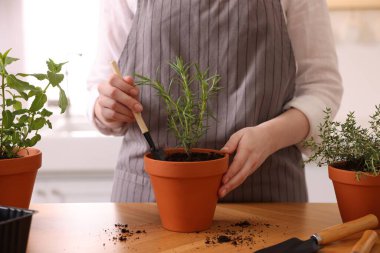 Mutfaktaki masaya bitki eken kadın, yakın plan.