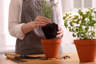 Mutfaktaki masaya bitki eken kadın, yakın plan.
