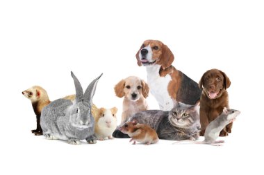 Beyaz arka planda bir grup sevimli evcil hayvan