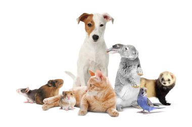 Beyaz arka planda bir grup sevimli evcil hayvan