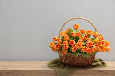Hasır sepetin içindeki güzel laleler gri arka planda, ahşap masada. Metin için boşluk