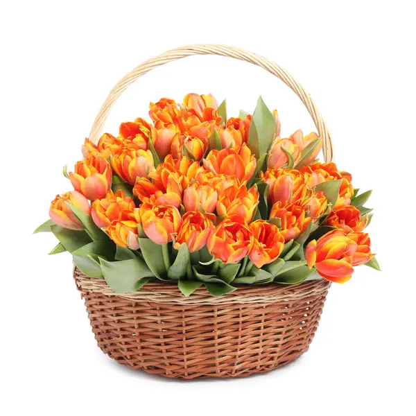 Sepette Beyaz izole güzel laleler