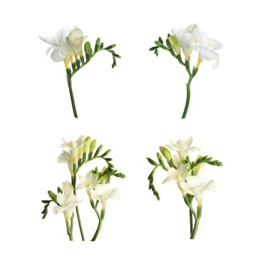 Aromatik frezya çiçekleri beyaz üzerine izole edilmiş, set