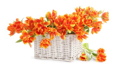 Hasır sepetteki güzel laleler bembeyaz