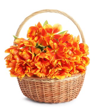 Hasır sepetteki güzel laleler bembeyaz