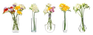 Farklı cam vazolarda güzel frezya çiçekleri beyaz ve sette izole edilmiş.