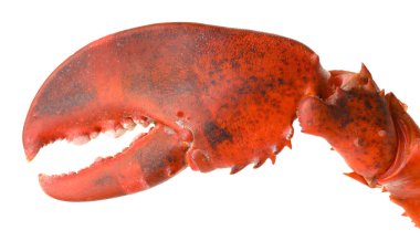 Bir taze ıstakoz pençesi beyaza izole edilmiş.