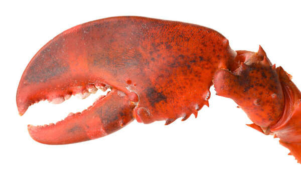 Один свежий коготь лобстера изолирован на белом