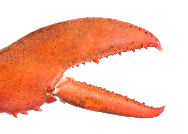 Один свежий коготь лобстера изолирован на белом