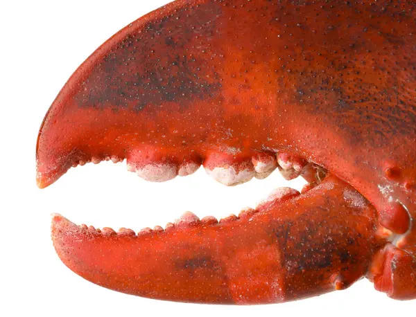 Bir taze ıstakoz pençesi beyaza izole edilmiş.