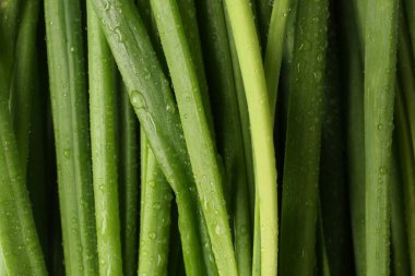 Arka planda su damlaları olan taze yeşil soğanlar, üst görünüm