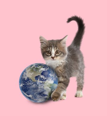 Uluslararası kedi günü. Şirin kedi yavrusu ve pembe arka planda toprak küre.