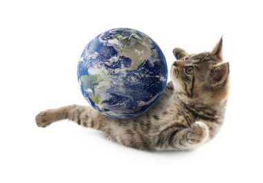 Uluslararası kedi günü. Beyaz arka planda toprak küreyle oynayan sevimli kedi yavrusu.