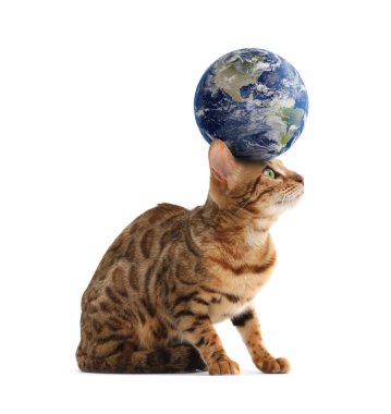 Uluslararası kedi günü. Beyaz arka planda sevimli kedi ve toprak küre