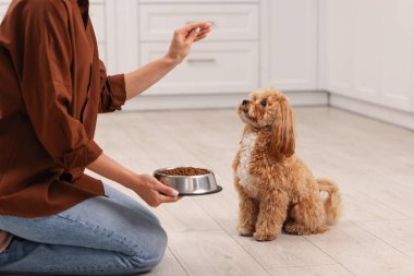 Sahibi sevimli köpeğini evde kuru hayvan mamasıyla besliyor, yakın plan.