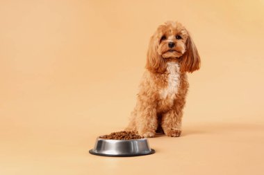 Kuru hayvan mamasıyla beslenme kabı ve bej arka planda sevimli bir köpek. Metin için boşluk