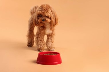 Kuru hayvan mamasıyla beslenme kabı ve bej arka planda sevimli bir köpek. Metin için boşluk