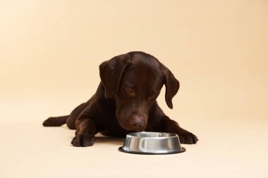 Sevimli köpek bej arka planda boş kasenin yanında evcil hayvan yemeği bekliyor.