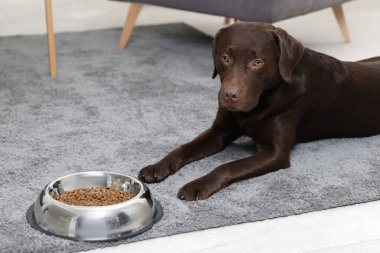 Şirin köpek, evcil hayvan mamasının yanında yerde yatıyor.