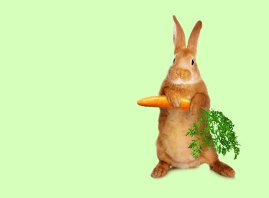 Açık yeşil arka planda havuç tutan sevimli tavşan.