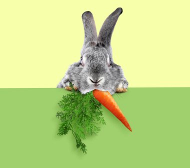 Yeşil pankarttan süzülen havuçlu şirin gri tavşan soluk sarı arka planda