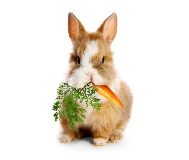 Beyaz arka planda havuç yiyen sevimli tavşan.