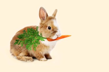 Bej arka planda havuç yiyen sevimli tavşan.